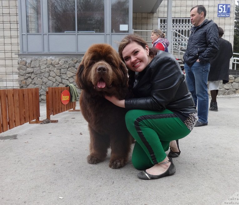 Фото: ньюфаундленд Aquatoriya Kelvin Reds Begin and Win (Акватория Келвин Редс Бегин энд Вин), Ekaterina Jironkina (Екатерина Жиронкина)