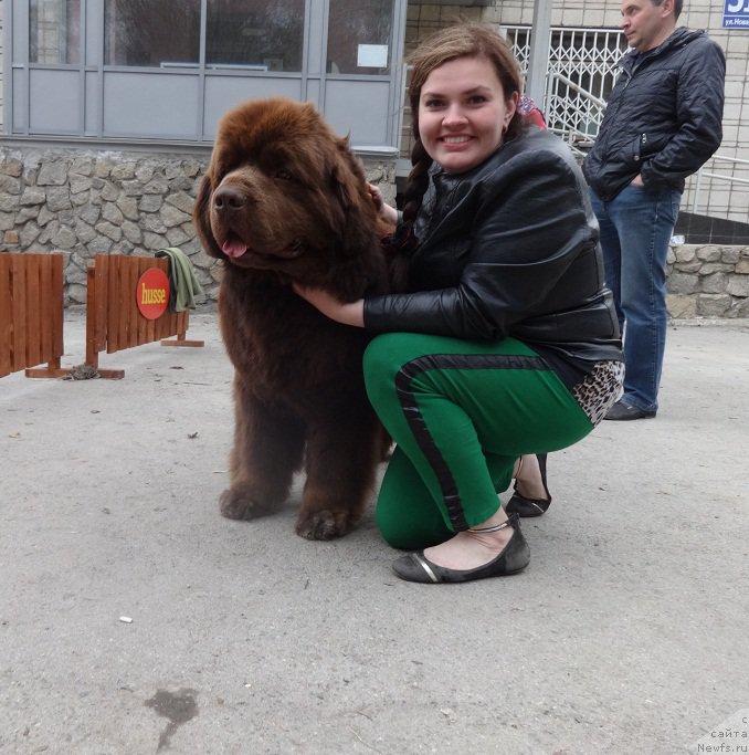Фото: ньюфаундленд Aquatoriya Kelvin Reds Begin and Win (Акватория Келвин Редс Бегин энд Вин), Ekaterina Jironkina (Екатерина Жиронкина)