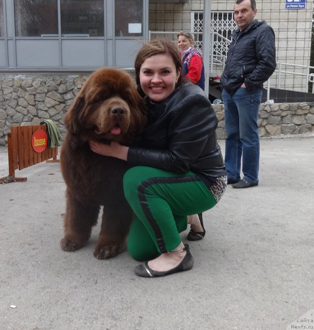 Фото: ньюфаундленд Aquatoriya Kelvin Reds Begin and Win (Акватория Келвин Редс Бегин энд Вин), Ekaterina Jironkina (Екатерина Жиронкина)