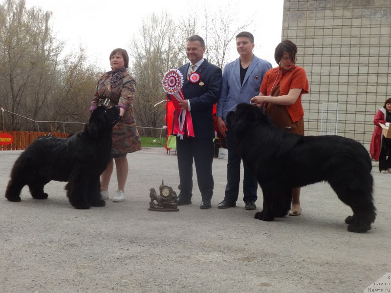 Фото: ньюфаундленд Aquatoriya Kelvin Fifa (Акватория Келвин Фифа), Tat'yana Abutova (Татьяна Абутова), Lyudmila Kudryavceva (Людмила Кудрявцева), Vladimir Ignatenko (Владимир Игнатенко), Attila Soos, ньюфаундленд Midnight Lady's Morning Glory