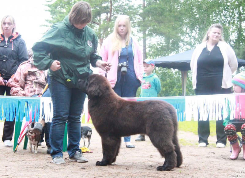 Фото: ньюфаундленд Aquatoriya Kelvin Gloria (Акватория Келвин Глория)