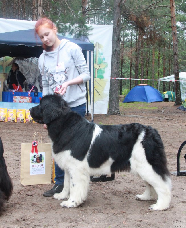 Фото: ньюфаундленд Keeper Soul New Star (Кипер Соул Нью Стар)