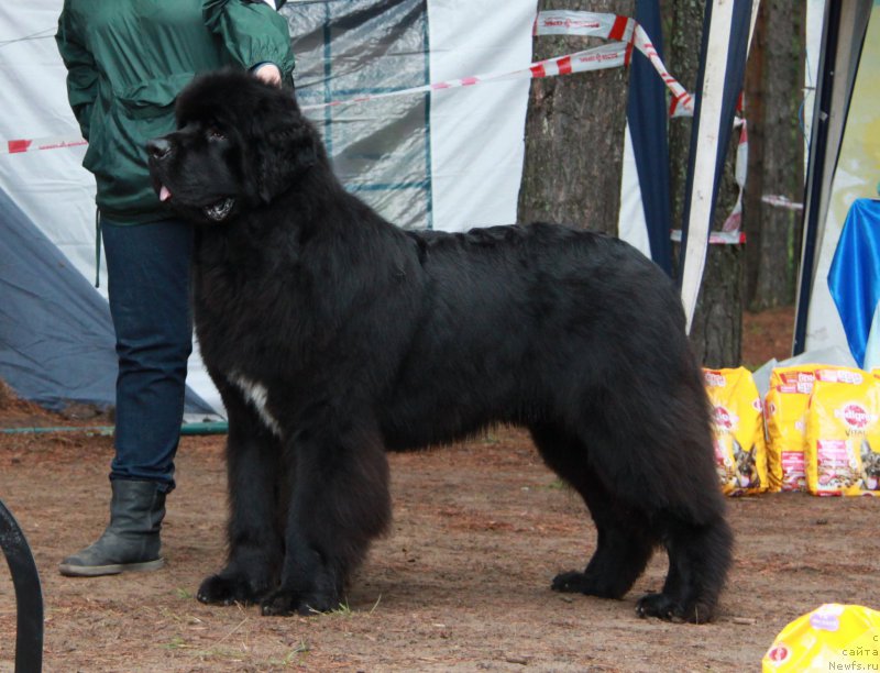Фото: ньюфаундленд Akvatoriya Kelvin YUt Gay (Акватория Келвин Ют Гай)