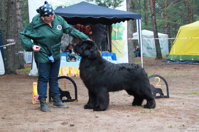 Фото: ньюфаундленд Aquatoriya Kelvin From Siberia at Cayuga (Акватория Келвин Фром Сибириа эт Каюга)