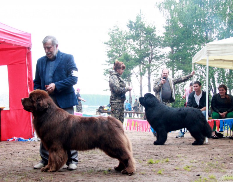 Фото: ньюфаундленд Aquatoriya Kelvin Reds Begin and Win (Акватория Келвин Редс Бегин энд Вин), ньюфаундленд Njufort Shawn Wallmar Triumph (Ньюфорт Шон Волмари Триумф)
