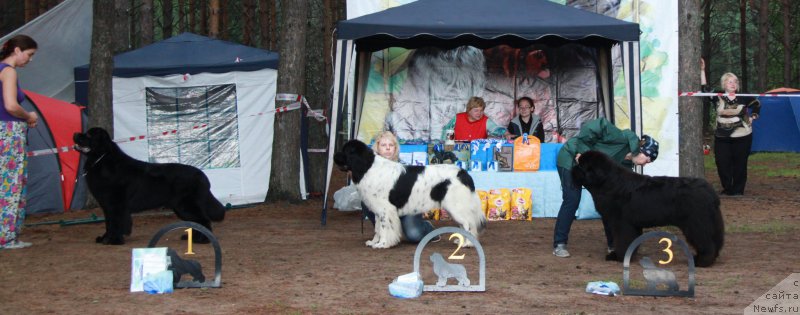 Фото: ньюфаундленд Dar Svezy Stands to Reason (Дар Свезы Стэндс Ту Реасон), ньюфаундленд Keeper Soul Nou Daut Best (Кипер Соул Ноу Даут Бэст), ньюфаундленд Aquatoriya Kelvin Fase Control (Акватория Келвин Фэйс Контрол)