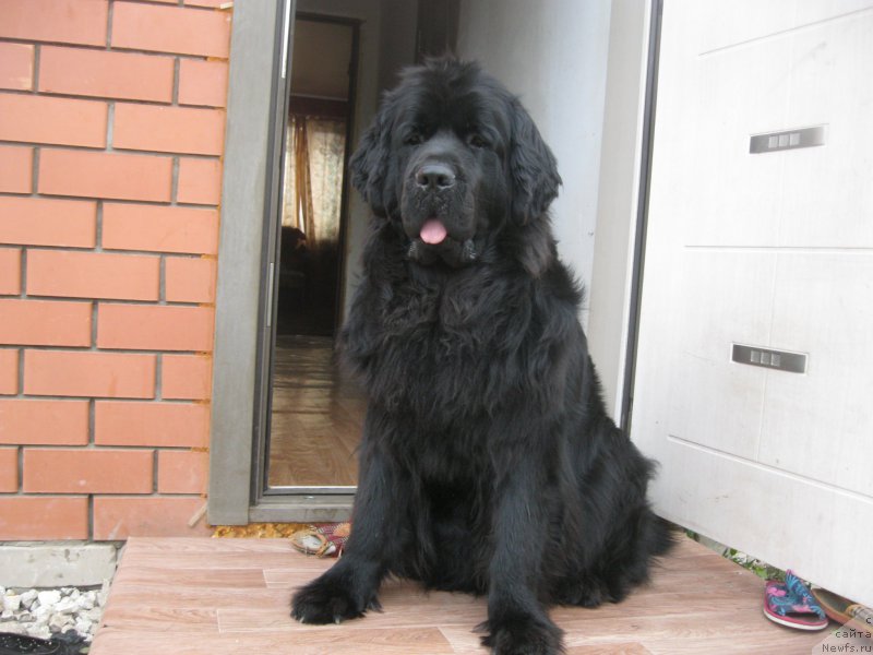 Фото: ньюфаундленд N'yufort CHernyiy SHokolad (Ньюфорт Черный Шоколад)