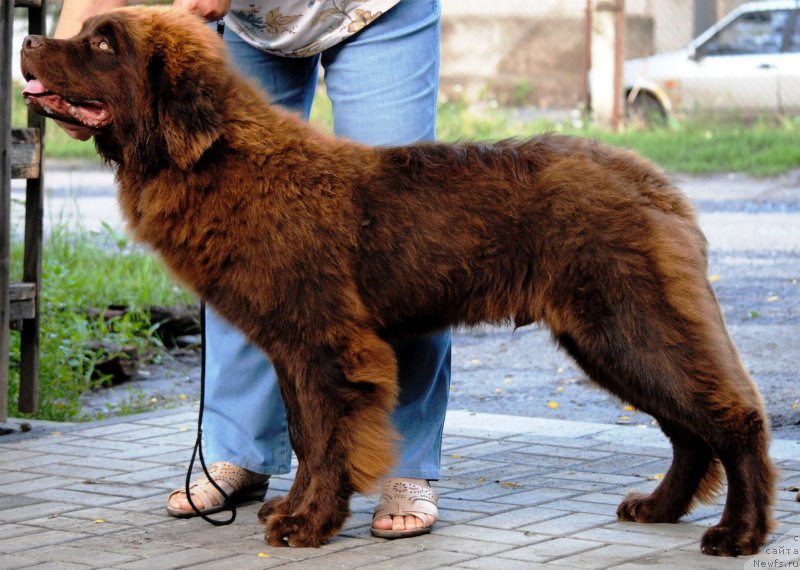 Фото: ньюфаундленд Moya Stihiya Korol' Lev (Моя Стихия Король Лев)