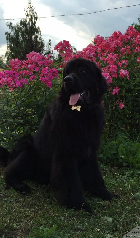 Фото: ньюфаундленд Brownblood MSK Helfi Best Armani (Браунблад МСК Хелфи Бэст Армани)