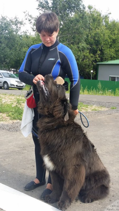 Фото: Elena Bogdanova (Елена Богданова), ньюфаундленд Angel Khranitel Gruffidd (Ангел Хранитель Граффидд)