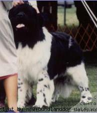 Фото: ньюфаундленд Muddy Creeks Prime Time