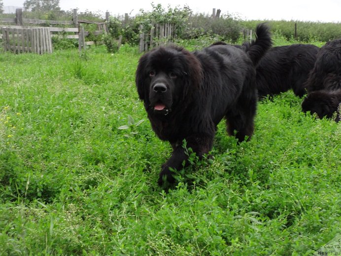 Фото: ньюфаундленд Super Bizon Norberto (Супер Бизон Норберто)