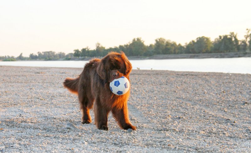 Фото: ньюфаундленд Fakturnyi Frukt s Berega Dona (Фактурный Фрукт с Берега Дона)