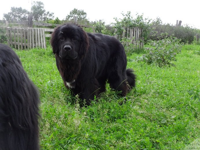 Фото: ньюфаундленд Super Bizon Norberto (Супер Бизон Норберто)