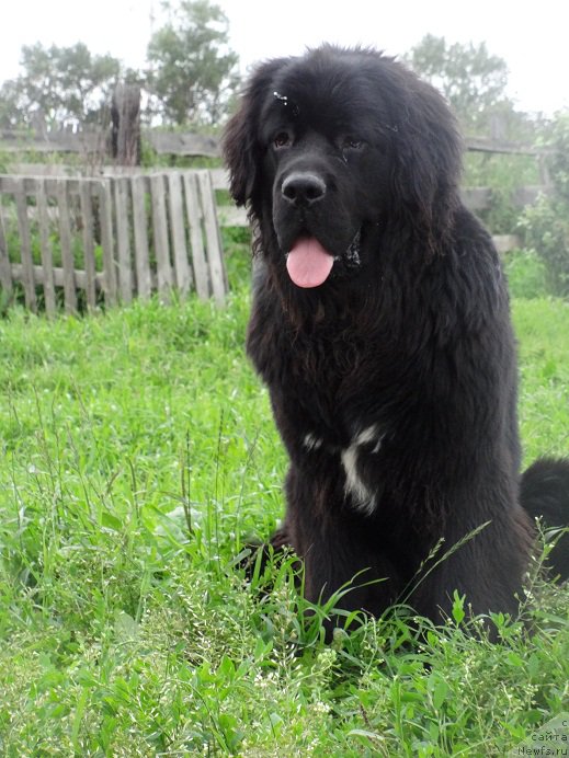 Фото: ньюфаундленд Super Bizon Norberto (Супер Бизон Норберто)