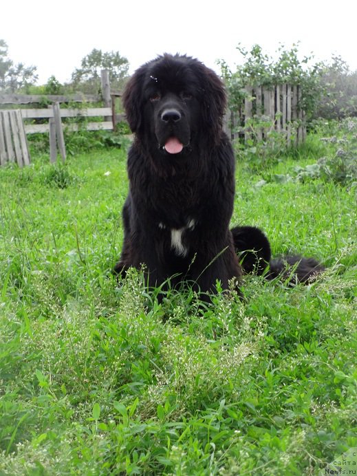 Фото: ньюфаундленд Super Bizon Norberto (Супер Бизон Норберто)