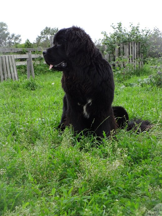 Фото: ньюфаундленд Super Bizon Norberto (Супер Бизон Норберто)