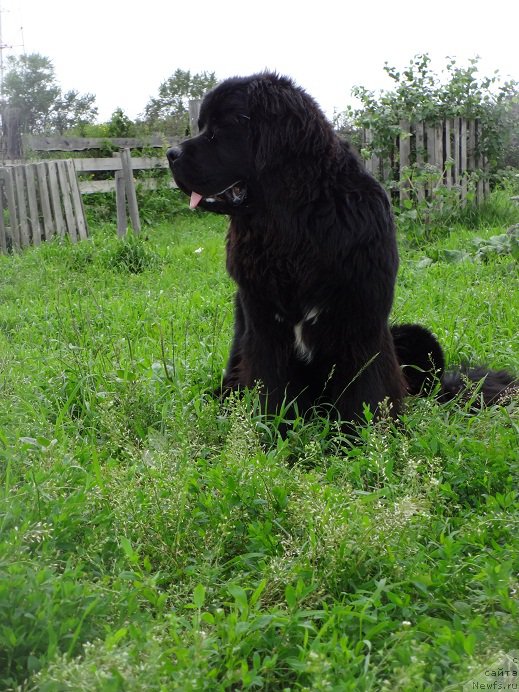 Фото: ньюфаундленд Super Bizon Norberto (Супер Бизон Норберто)
