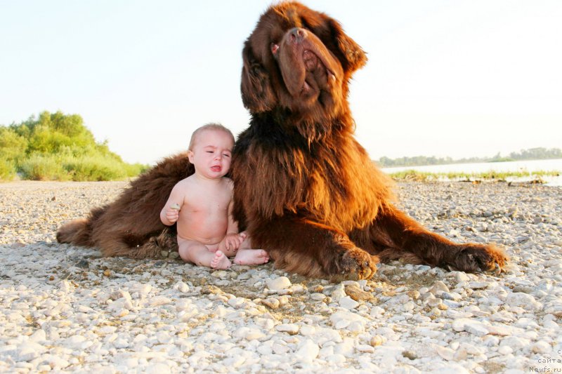 Фото: ньюфаундленд Fakturnyi Frukt s Berega Dona (Фактурный Фрукт с Берега Дона)