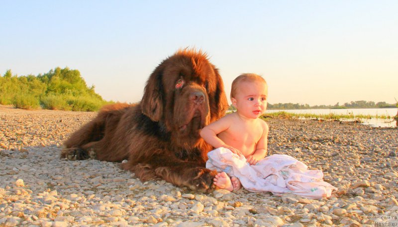 Фото: ньюфаундленд Fakturnyi Frukt s Berega Dona (Фактурный Фрукт с Берега Дона)