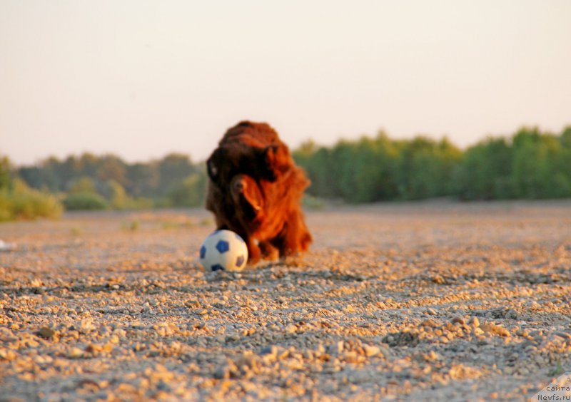 Фото: ньюфаундленд Fakturnyi Frukt s Berega Dona (Фактурный Фрукт с Берега Дона)