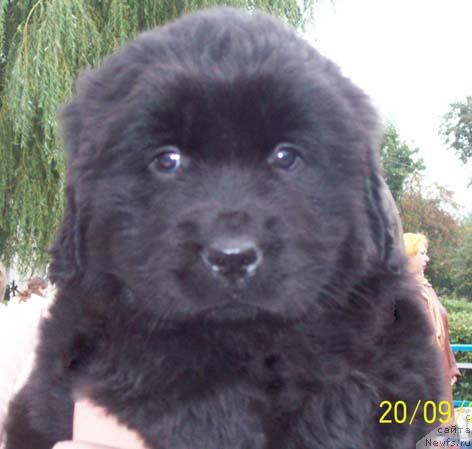 Фото: Щенок сука в возр.45 дней