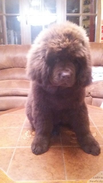 Фото: ньюфаундленд Intriga Ringa Vishnya v SHokolade (Интрига Ринга Вишня в Шоколаде)