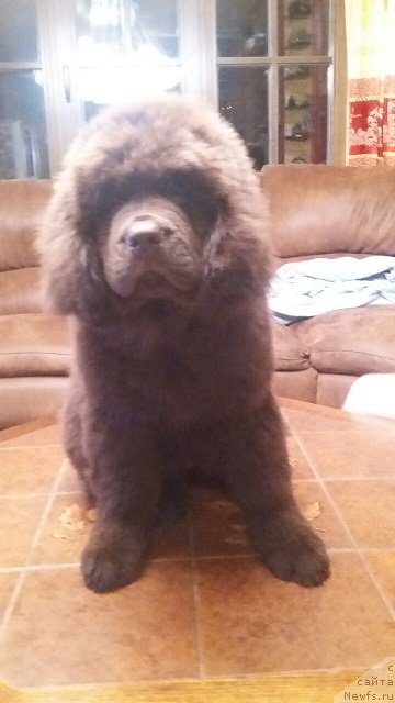 Фото: ньюфаундленд Intriga Ringa Vishnya v SHokolade (Интрига Ринга Вишня в Шоколаде)