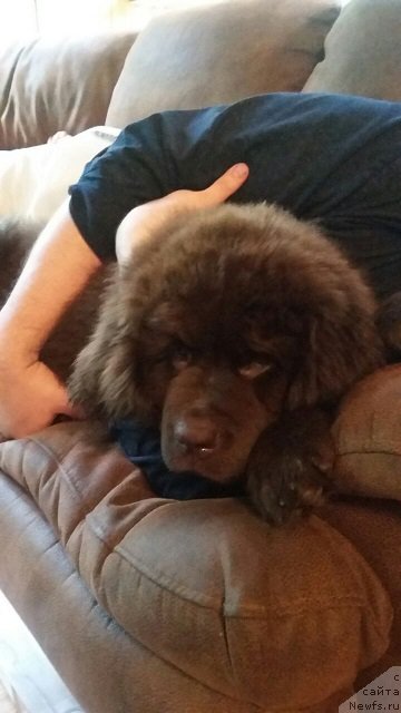 Фото: ньюфаундленд Intriga Ringa Vishnya v SHokolade (Интрига Ринга Вишня в Шоколаде)