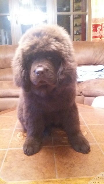 Фото: ньюфаундленд Intriga Ringa Vishnya v SHokolade (Интрига Ринга Вишня в Шоколаде)