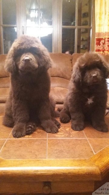 Фото: ньюфаундленд Intriga Ringa Vishnya v SHokolade (Интрига Ринга Вишня в Шоколаде), ньюфаундленд Hit SHeliko Gudi Hot CHokolat (Хит Шелико Гуди Хот Чоколат)