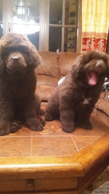 Фото: ньюфаундленд Intriga Ringa Vishnya v SHokolade (Интрига Ринга Вишня в Шоколаде), ньюфаундленд Hit SHeliko Gudi Hot CHokolat (Хит Шелико Гуди Хот Чоколат)