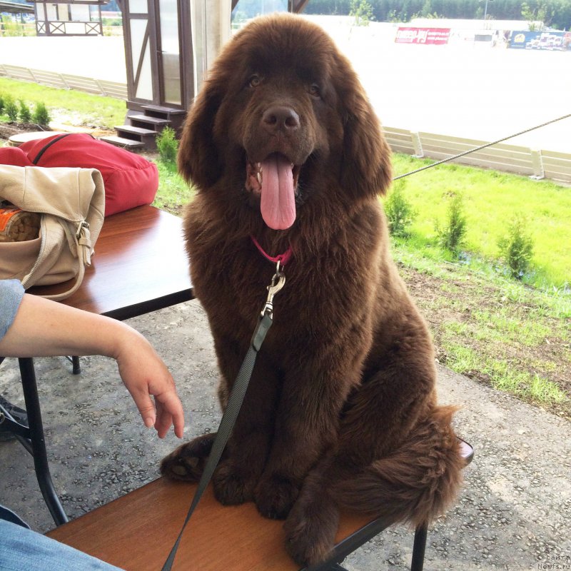 Фото: ньюфаундленд N'yufort Vasabi (Ньюфорт Васаби)