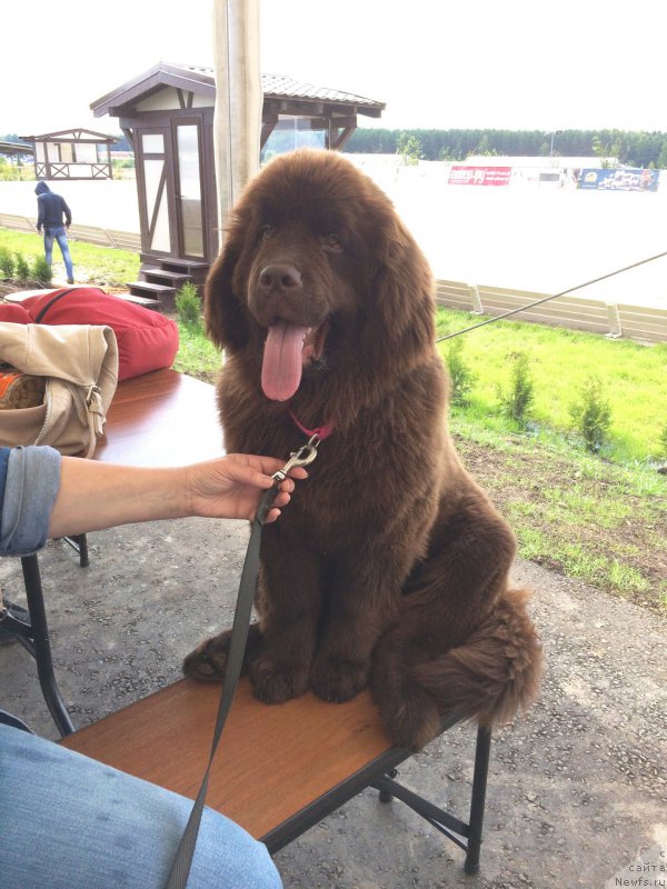 Фото: ньюфаундленд N'yufort Vasabi (Ньюфорт Васаби)