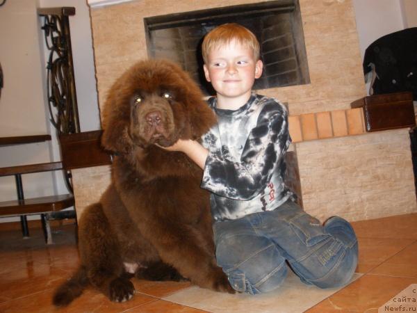 Фото: ньюфаундленд Grizzly Bear