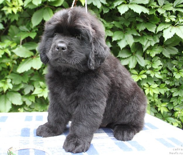 Фото: Арнольд из Академии Шоколада, ньюфаундленд Feerichnaja Fortunatussi s Berega Dona (Фееричная Фортунатусси с Берега Дона)