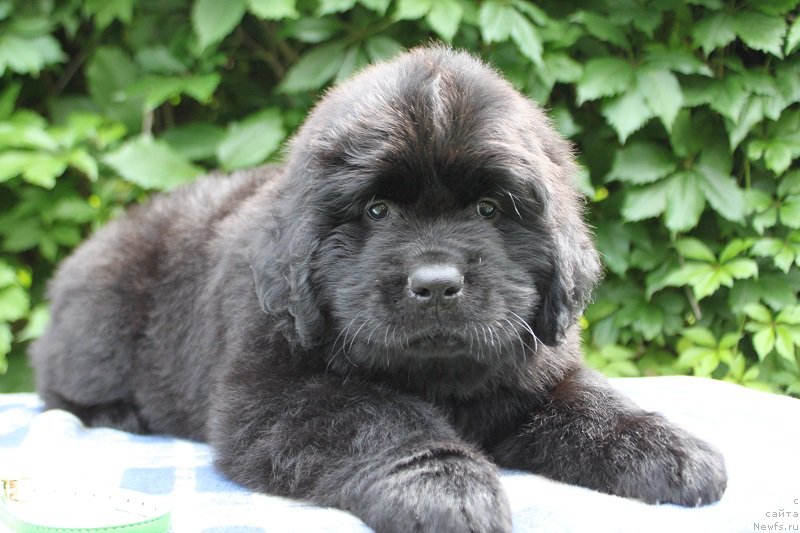 Фото: Арнольд из Академии Шоколада, ньюфаундленд Feerichnaja Fortunatussi s Berega Dona (Фееричная Фортунатусси с Берега Дона)