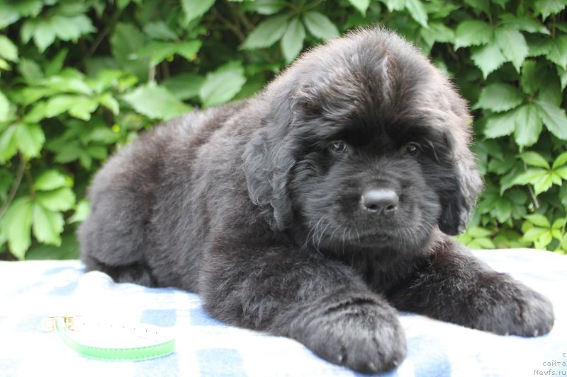 Фото: Арнольд из Академии Шоколада, ньюфаундленд Feerichnaja Fortunatussi s Berega Dona (Фееричная Фортунатусси с Берега Дона)