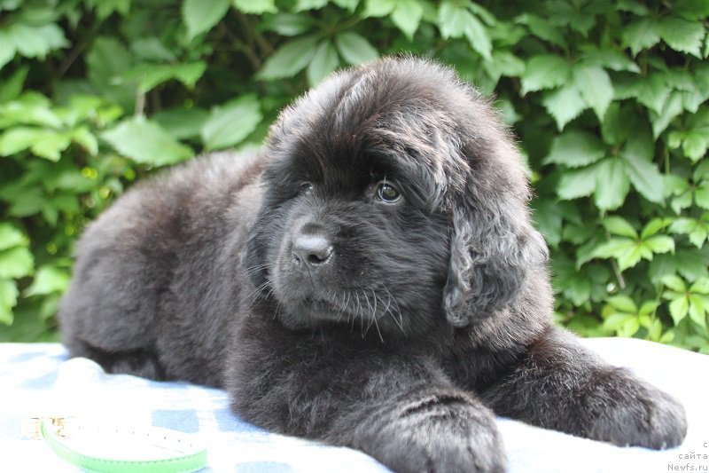 Фото: Арнольд из Академии Шоколада, ньюфаундленд Feerichnaja Fortunatussi s Berega Dona (Фееричная Фортунатусси с Берега Дона)