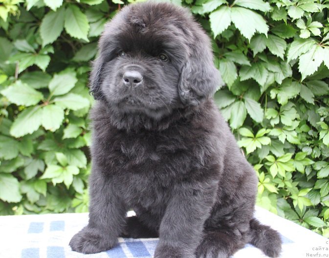 Фото: Альтаир из Академии Шоколада, ньюфаундленд Feerichnaja Fortunatussi s Berega Dona (Фееричная Фортунатусси с Берега Дона)