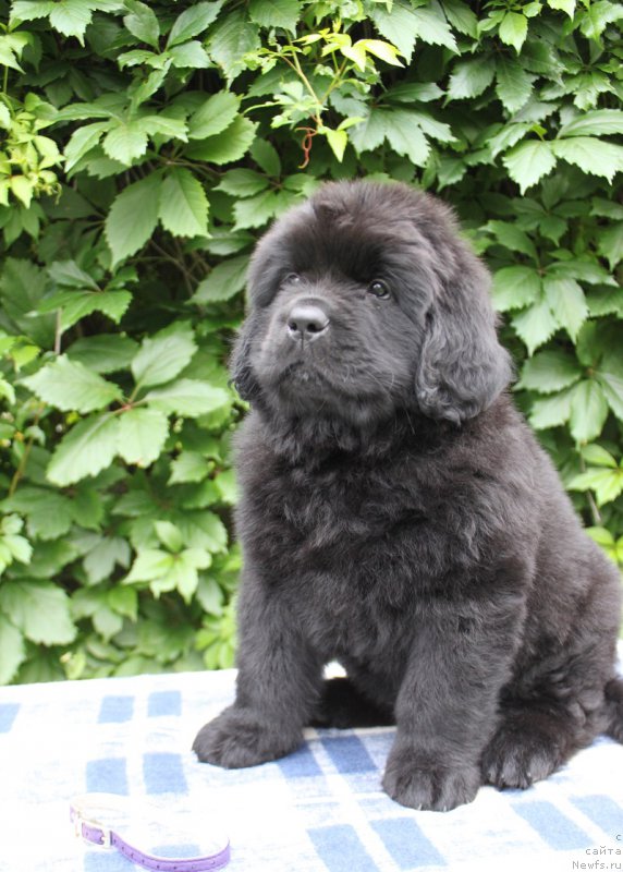 Фото: Альтаир из Академии Шоколада, ньюфаундленд Feerichnaja Fortunatussi s Berega Dona (Фееричная Фортунатусси с Берега Дона)