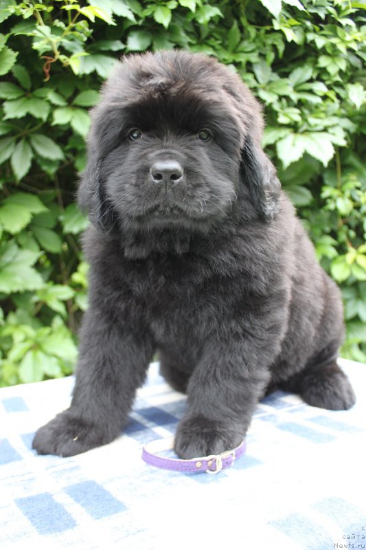 Фото: Альтаир из Академии Шоколада, ньюфаундленд Feerichnaja Fortunatussi s Berega Dona (Фееричная Фортунатусси с Берега Дона)