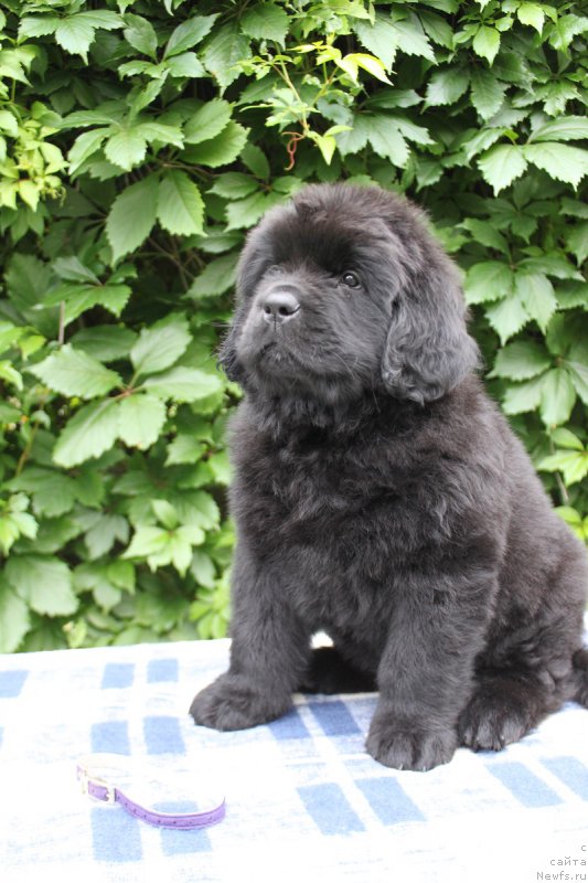 Фото: Альтаир из Академии Шоколада, ньюфаундленд Feerichnaja Fortunatussi s Berega Dona (Фееричная Фортунатусси с Берега Дона)