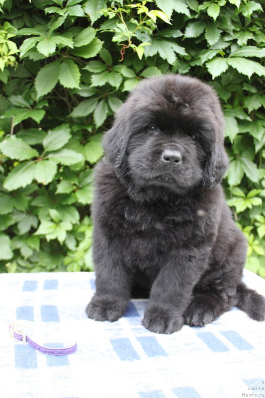 Фото: Альтаир из Академии Шоколада, ньюфаундленд Feerichnaja Fortunatussi s Berega Dona (Фееричная Фортунатусси с Берега Дона)