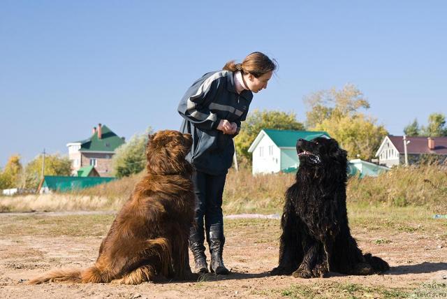 Фото: ньюфаундленд Lesnaya Skazka Izol'da (Лесная Сказка Изольда), Nadejda Momot (Надежда Момот), ньюфаундленд Ygan s Toyanova Gorodka (Юган с Тоянова Городка)