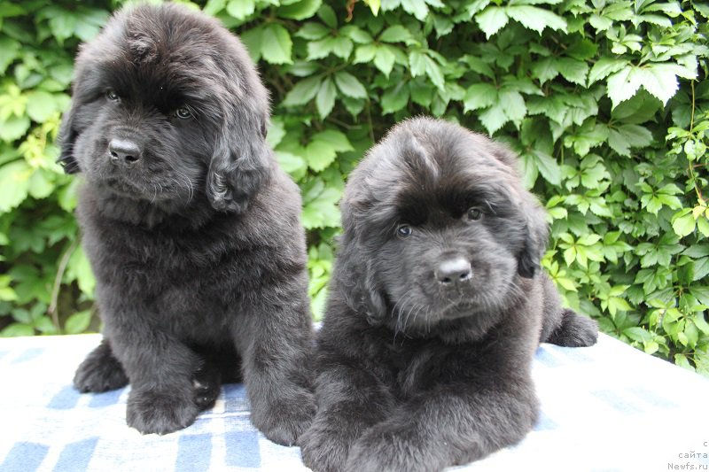 Фото: Альтаир и Арнольд из Академии Шоколада, ньюфаундленд Feerichnaja Fortunatussi s Berega Dona (Фееричная Фортунатусси с Берега Дона)