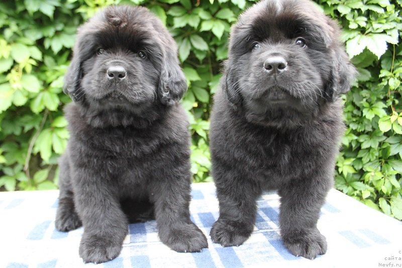 Фото: Альтаир и Арнольд из Академии Шоколада, ньюфаундленд Feerichnaja Fortunatussi s Berega Dona (Фееричная Фортунатусси с Берега Дона)