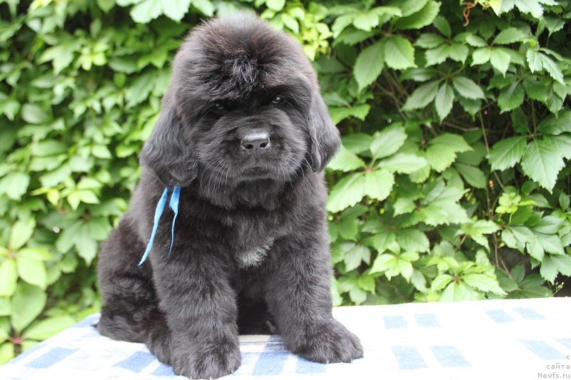 Фото: Аделия из Академии Шоколада, ньюфаундленд Feerichnaja Fortunatussi s Berega Dona (Фееричная Фортунатусси с Берега Дона)