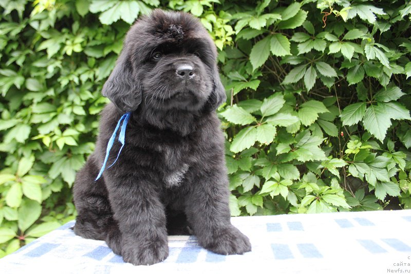 Фото: Аделия из Академии Шоколада, ньюфаундленд Feerichnaja Fortunatussi s Berega Dona (Фееричная Фортунатусси с Берега Дона)