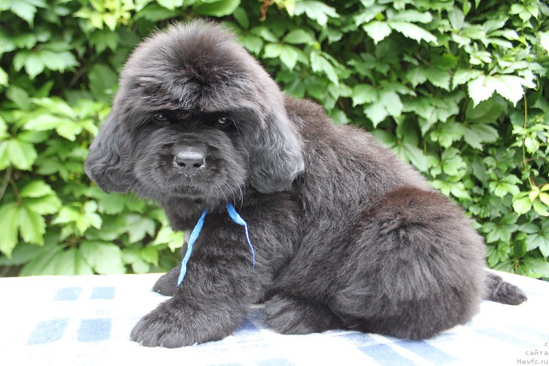 Фото: Аделия из Академии Шоколада, ньюфаундленд Feerichnaja Fortunatussi s Berega Dona (Фееричная Фортунатусси с Берега Дона)